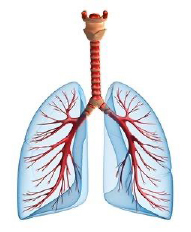 Illustration of lungs