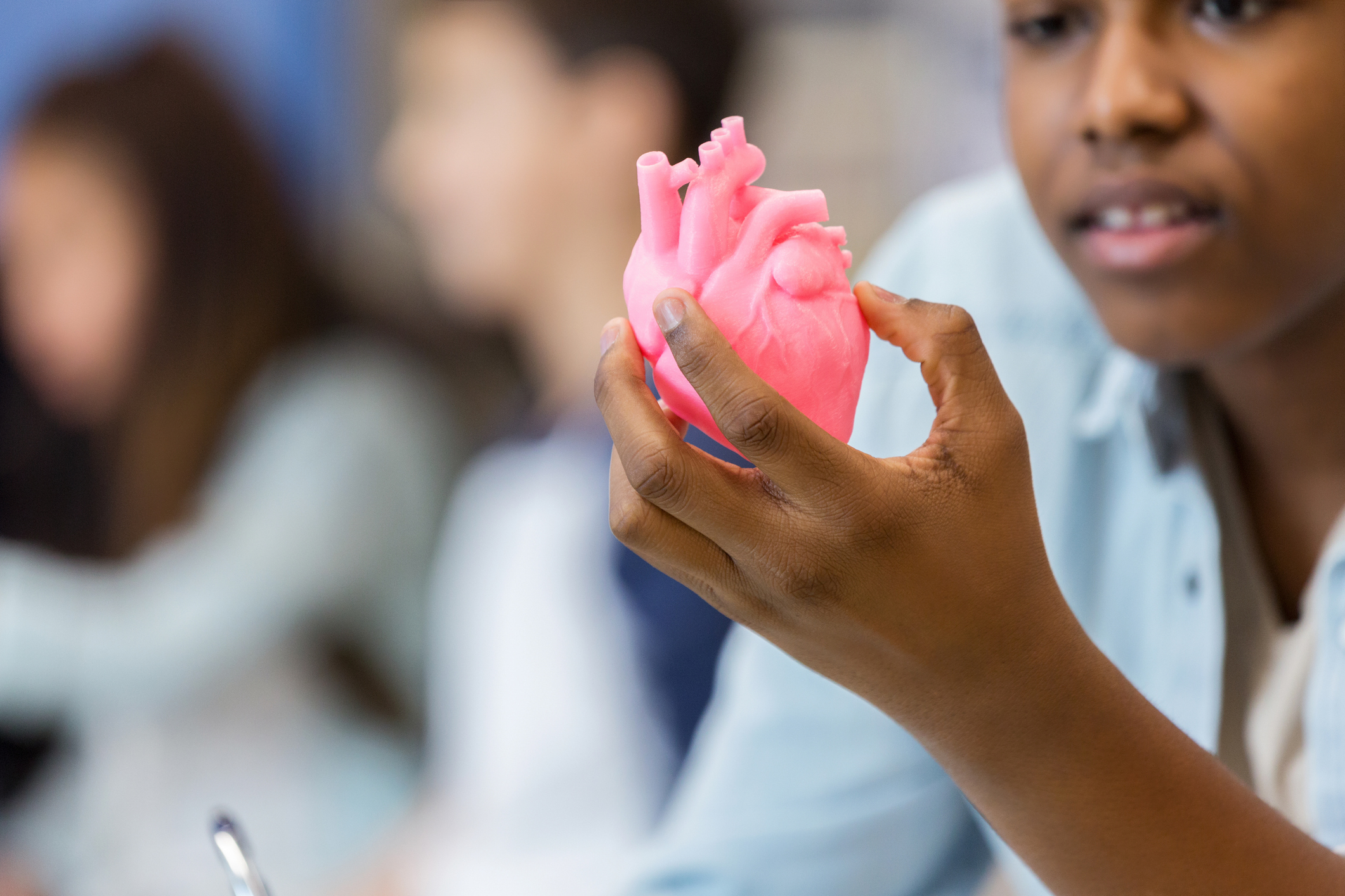 student holding a model of a heart